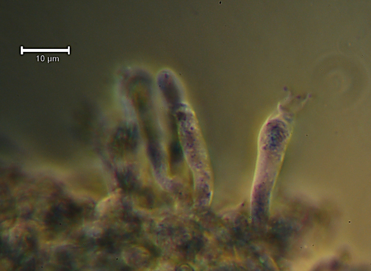 Una crosta a lunghi denti - foto 6727 (Dentipellis fragilis)